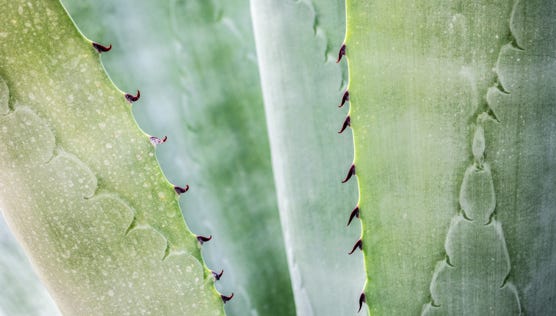Aloe Vera 