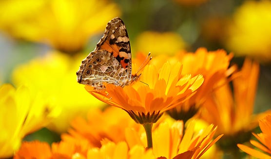 Calendula